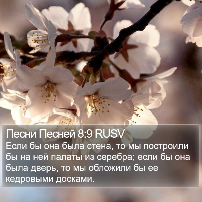 Песни Песней 8:9 RUSV Bible Study