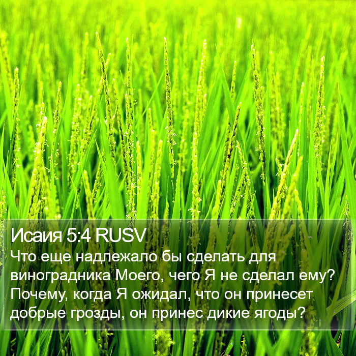 Исаия 5:4 RUSV Bible Study