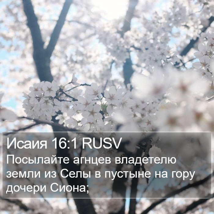 Исаия 16:1 RUSV Bible Study