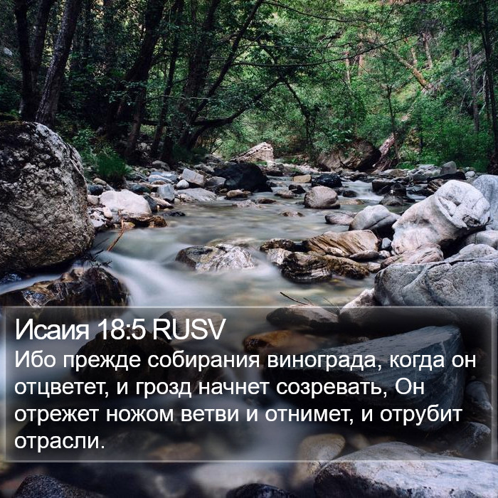 Исаия 18:5 RUSV Bible Study