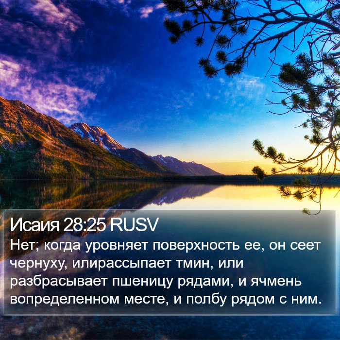 Исаия 28:25 RUSV Bible Study