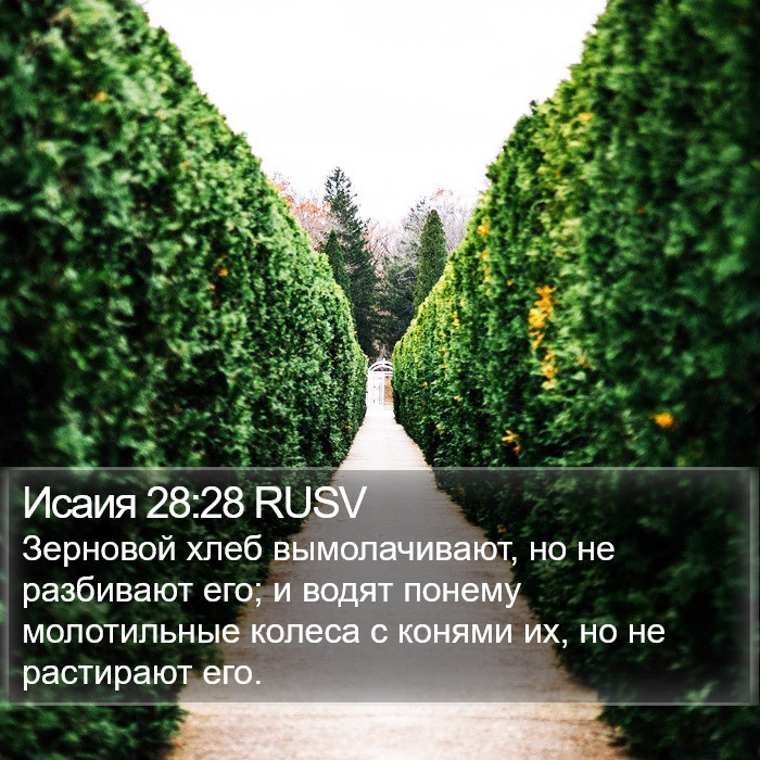 Исаия 28:28 RUSV Bible Study