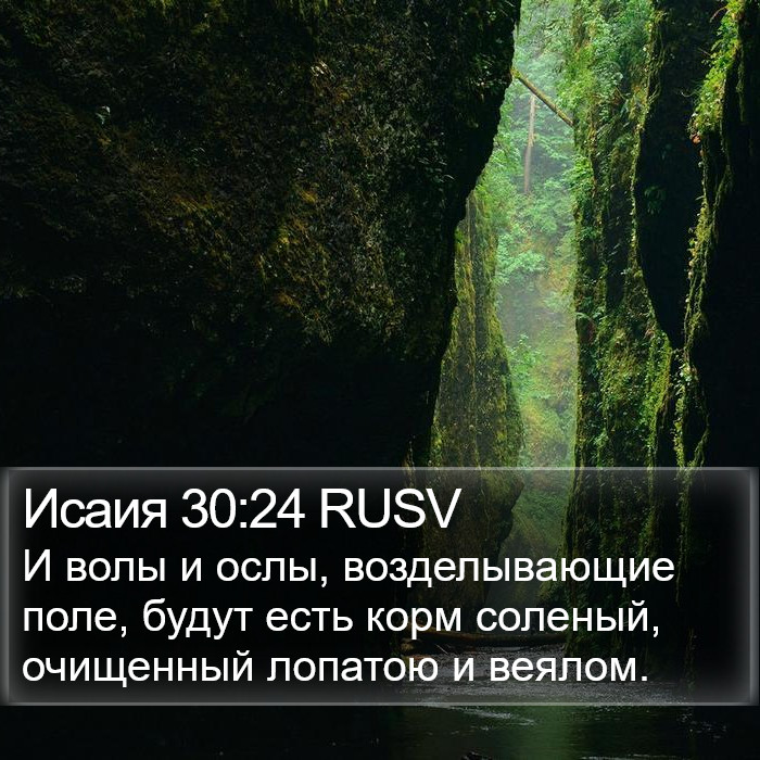 Исаия 30:24 RUSV Bible Study