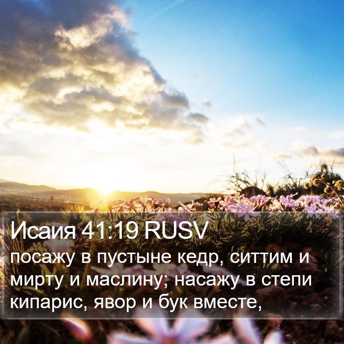 Исаия 41:19 RUSV Bible Study