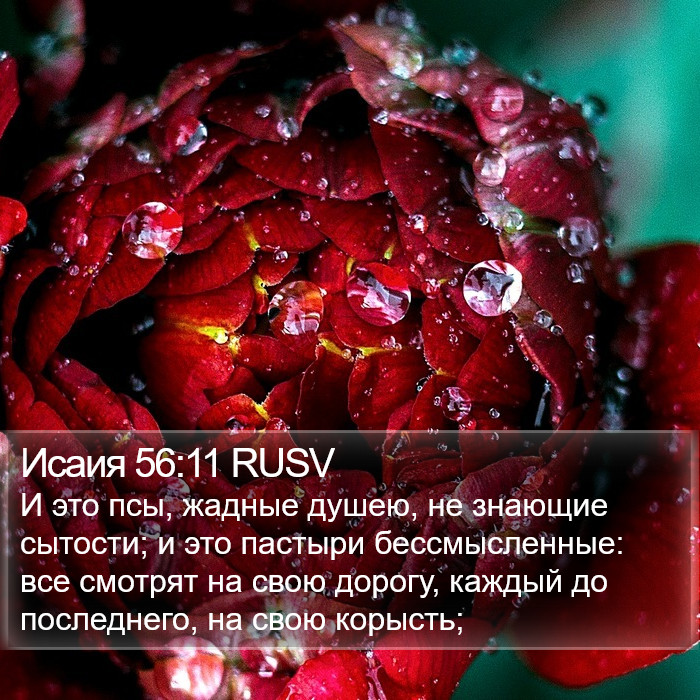 Исаия 56:11 RUSV Bible Study