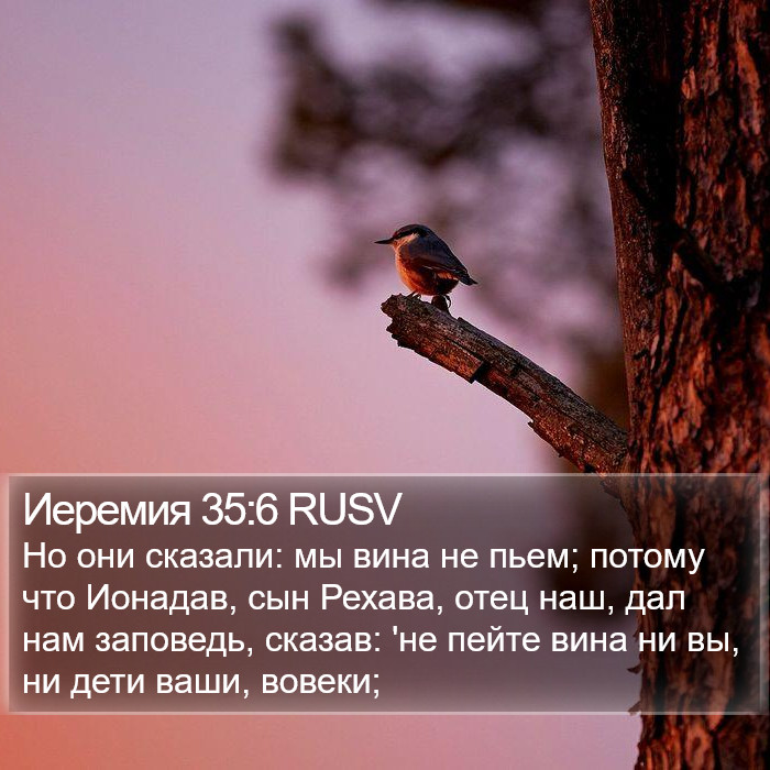 Иеремия 35:6 RUSV Bible Study
