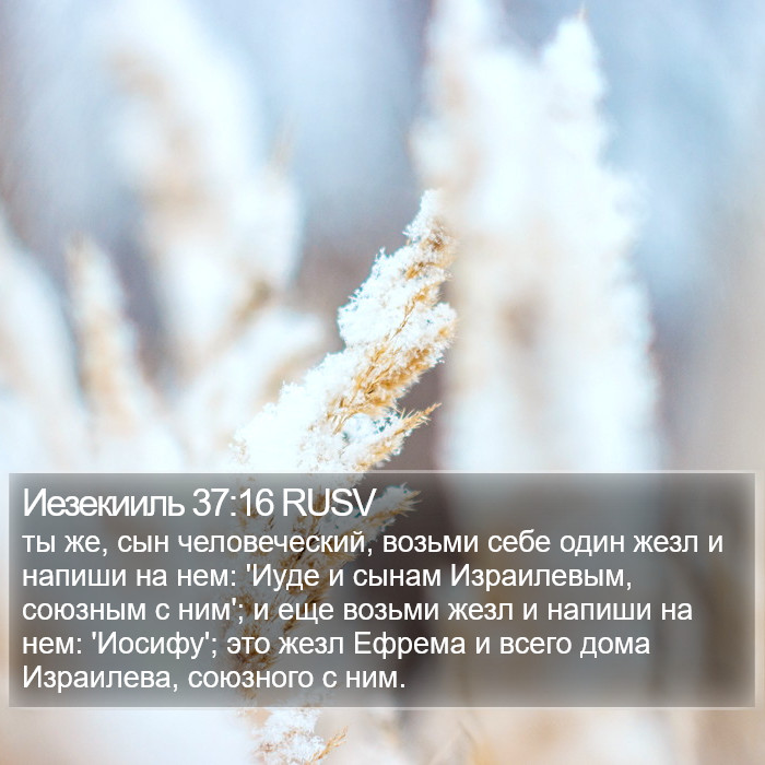 Иезекииль 37:16 RUSV Bible Study