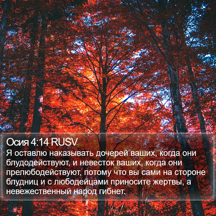 Осия 4:14 RUSV Bible Study