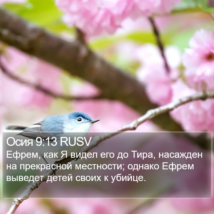 Осия 9:13 RUSV Bible Study