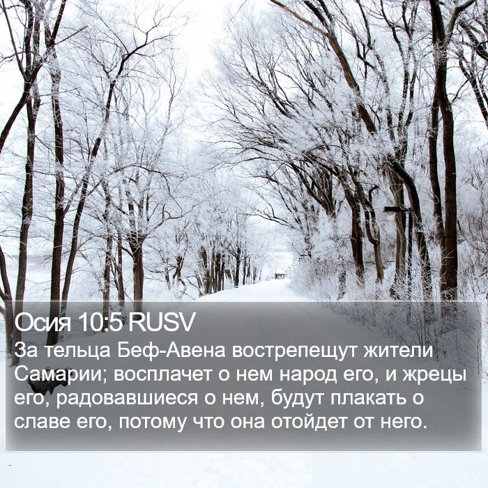 Осия 10:5 RUSV Bible Study