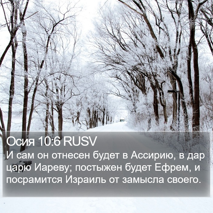 Осия 10:6 RUSV Bible Study