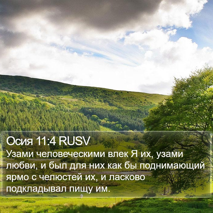 Осия 11:4 RUSV Bible Study