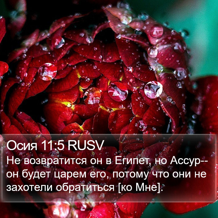 Осия 11:5 RUSV Bible Study