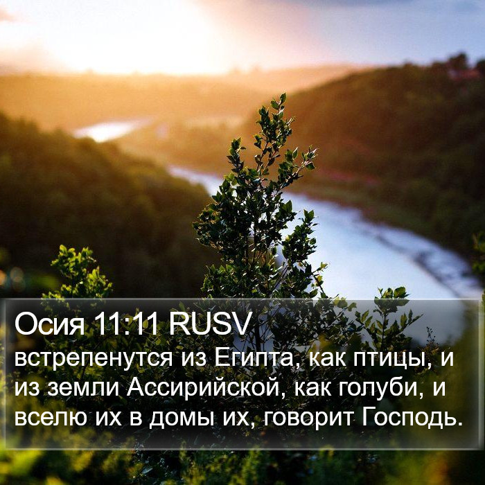 Осия 11:11 RUSV Bible Study