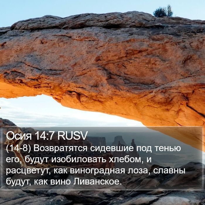 Осия 14:7 RUSV Bible Study
