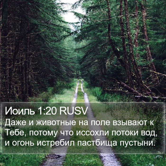 Иоиль 1:20 RUSV Bible Study