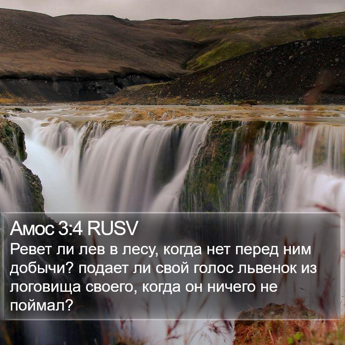 Амос 3:4 RUSV Bible Study