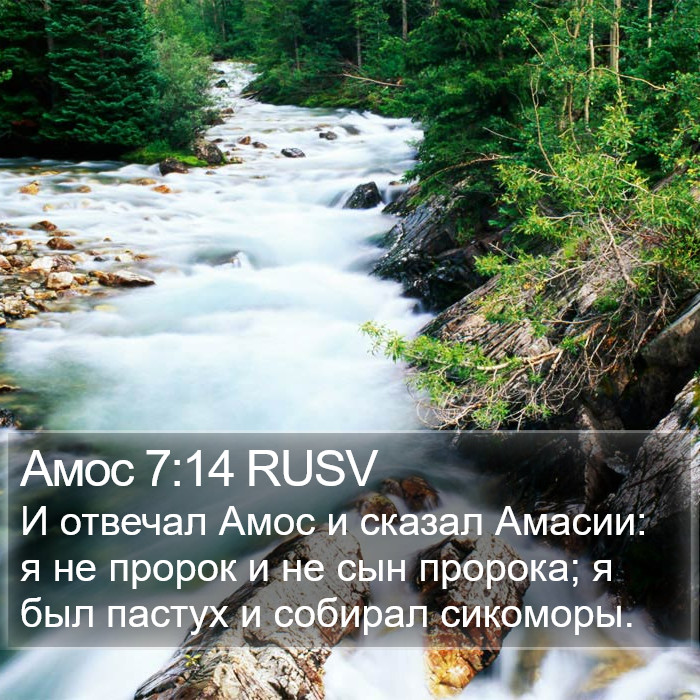 Амос 7:14 RUSV Bible Study