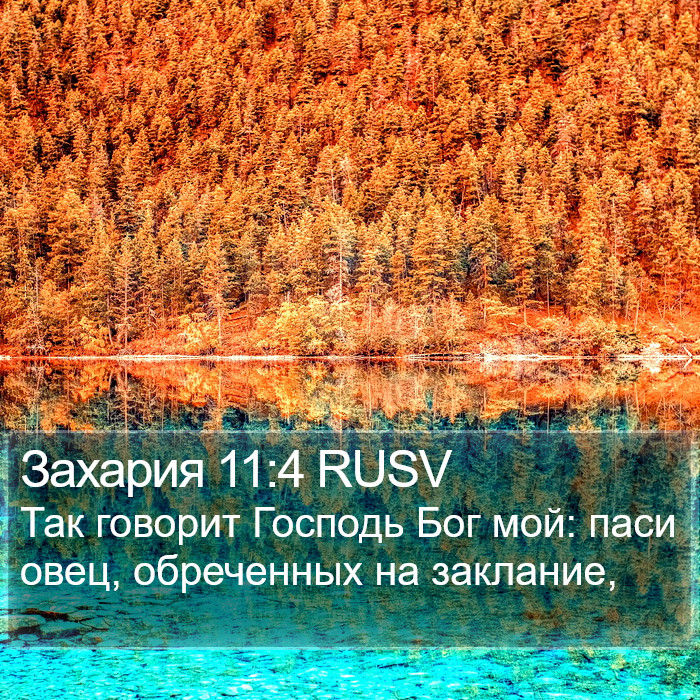 Захария 11:4 RUSV Bible Study