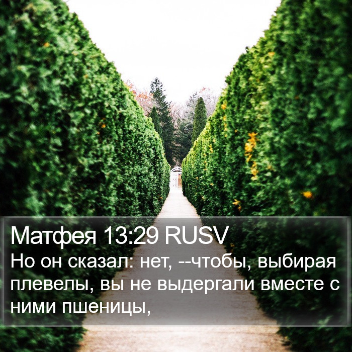 Матфея 13:29 RUSV Bible Study