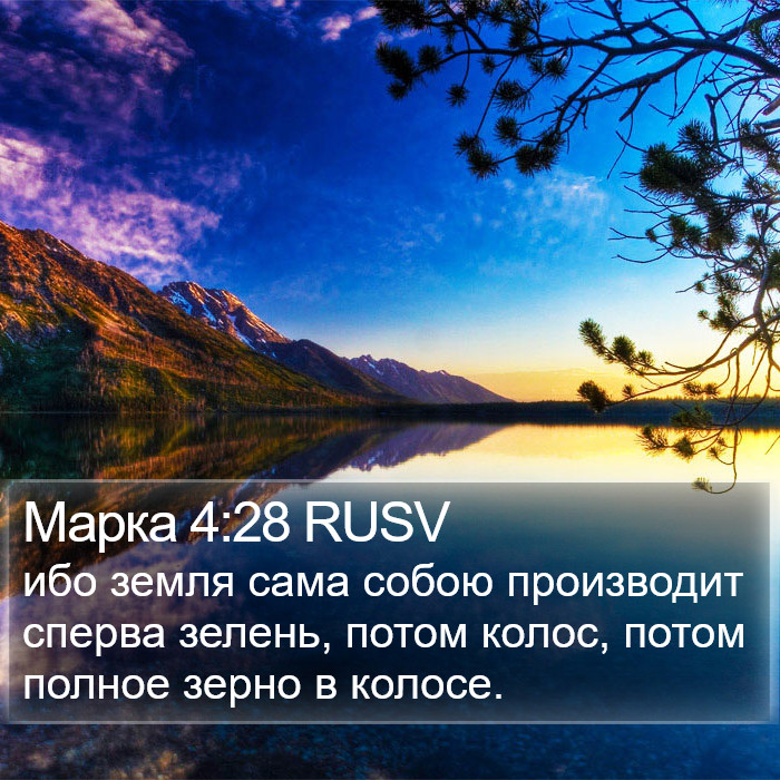Марка 4:28 RUSV Bible Study