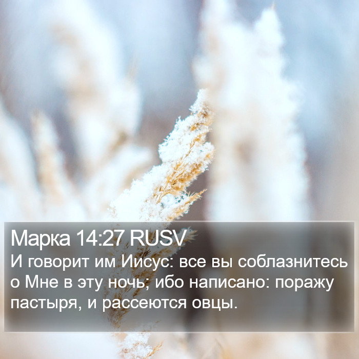 Марка 14:27 RUSV Bible Study