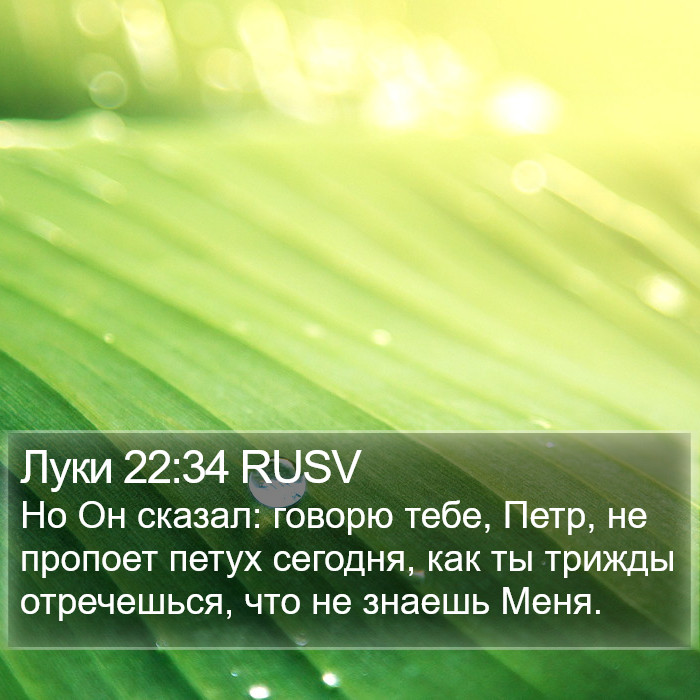 Луки 22:34 RUSV Bible Study