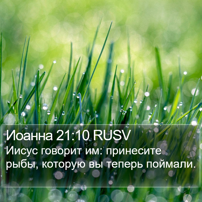 Иоанна 21:10 RUSV Bible Study