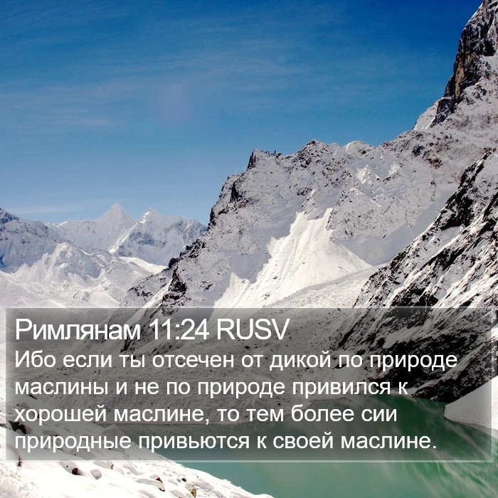 Римлянам 11:24 RUSV Bible Study