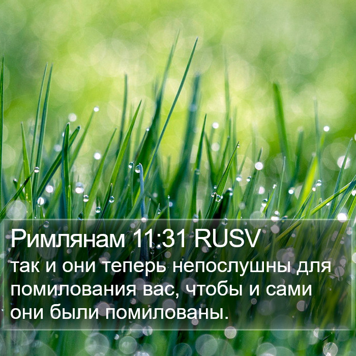 Римлянам 11:31 RUSV Bible Study