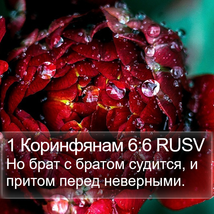 1 Коринфянам 6:6 RUSV Bible Study