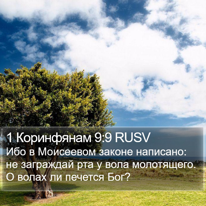 1 Коринфянам 9:9 RUSV Bible Study