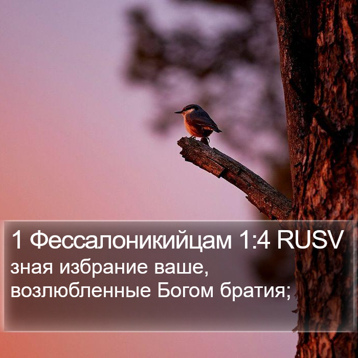 1 Фессалоникийцам 1:4 RUSV Bible Study