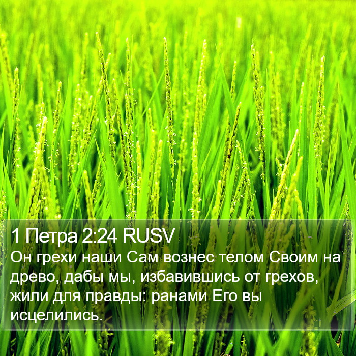1 Петра 2:24 RUSV Bible Study